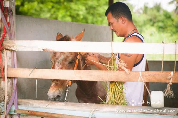 Beach and Jungle Horseback Riding, Koh Samui, Thailand