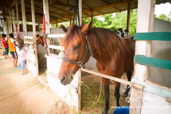 Beach and Jungle Horseback Riding, Koh Samui, Thailand