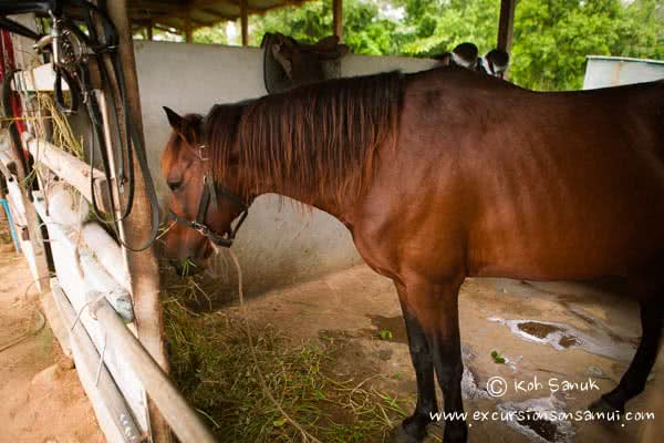 Beach and Jungle Horseback Riding, Koh Samui, Thailand