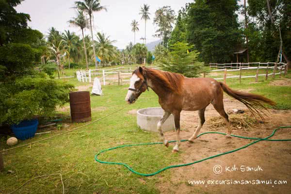 Beach and Jungle Horseback Riding, Koh Samui, Thailand