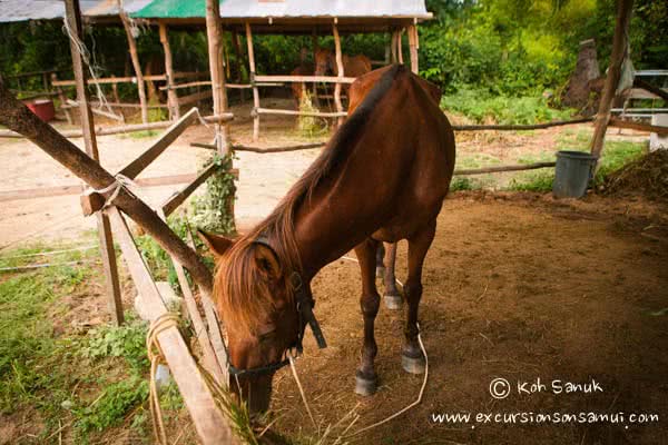 Beach and Jungle Horseback Riding, Koh Samui, Thailand