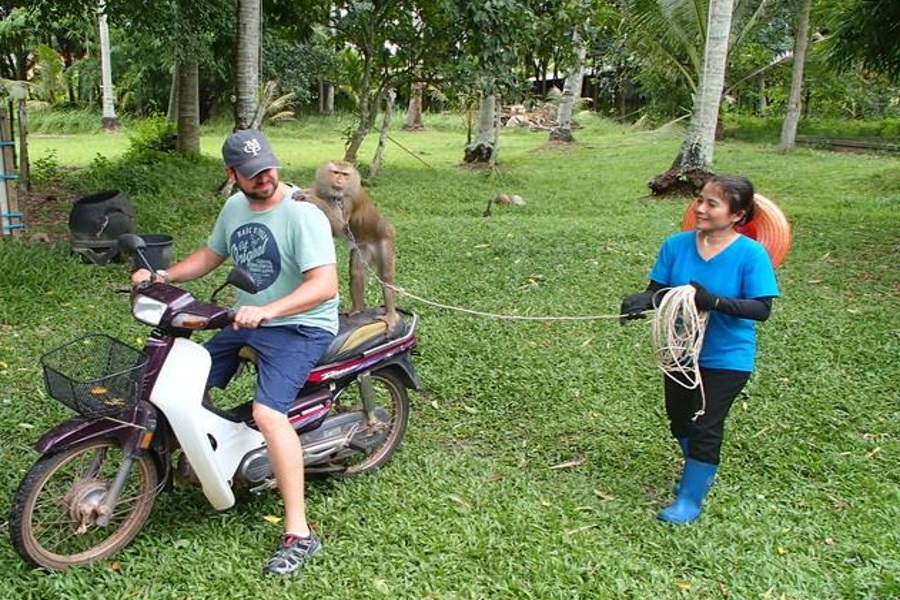 Monkey Training and sightseeing along Tapee River, Koh Samui, Thailand