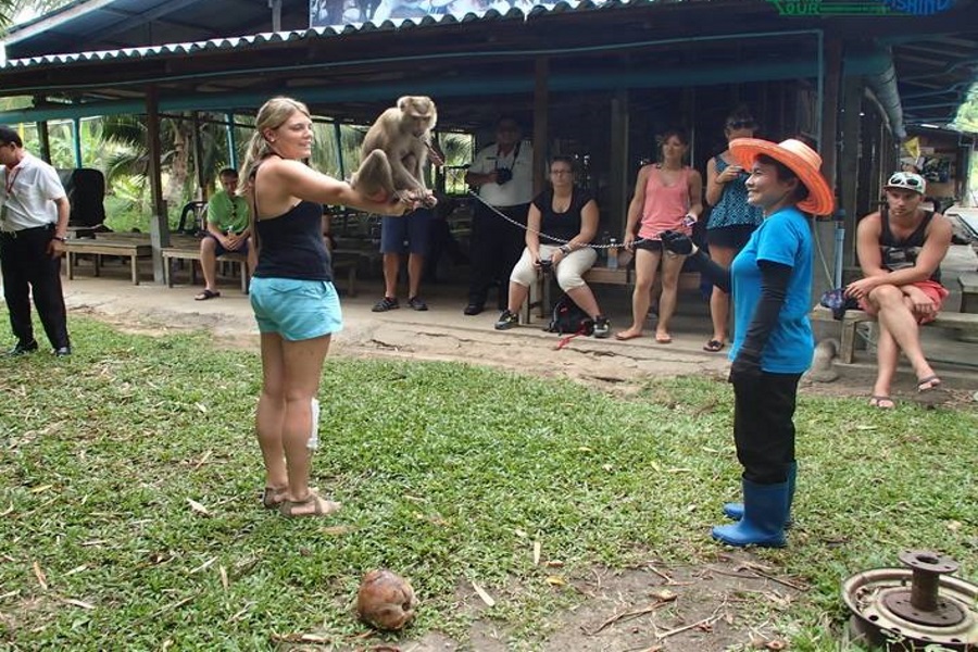 Monkey Training and sightseeing along Tapee River, Koh Samui, Thailand