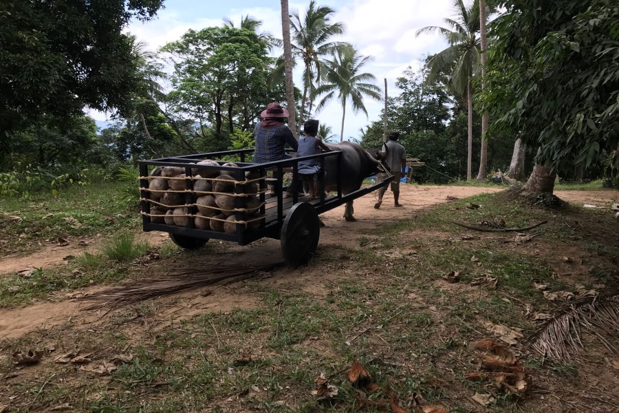 Exclusive safari tours, Koh Samui, Thailand