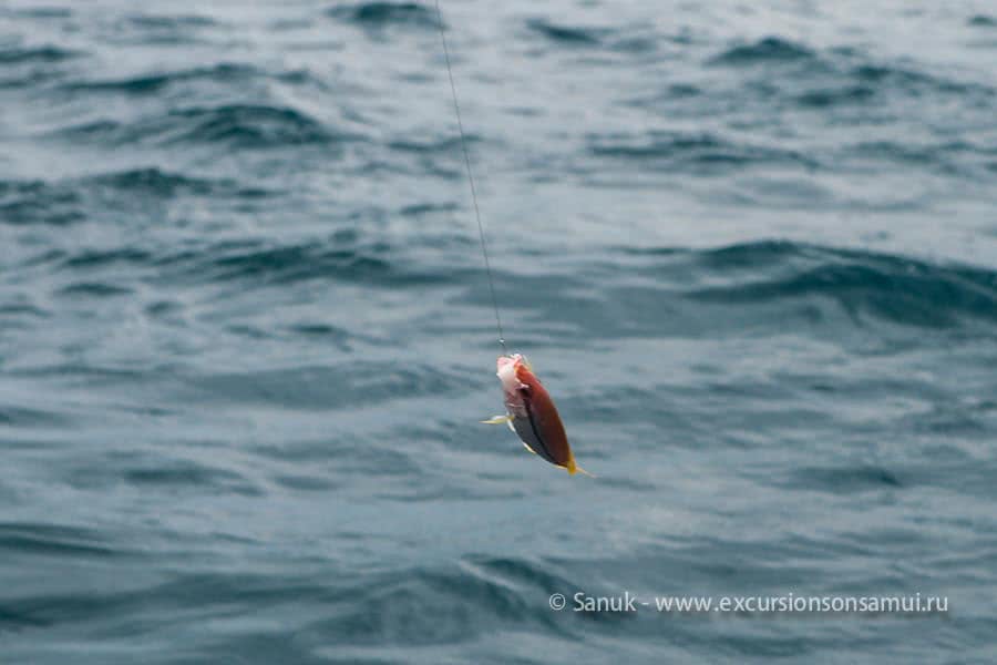 Big fishing game, Koh Samui, Thailand