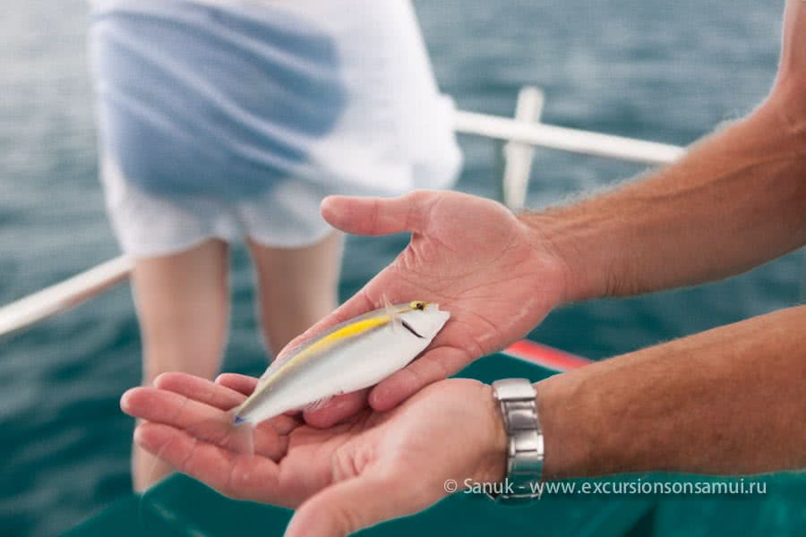 Big fishing game, Koh Samui, Thailand