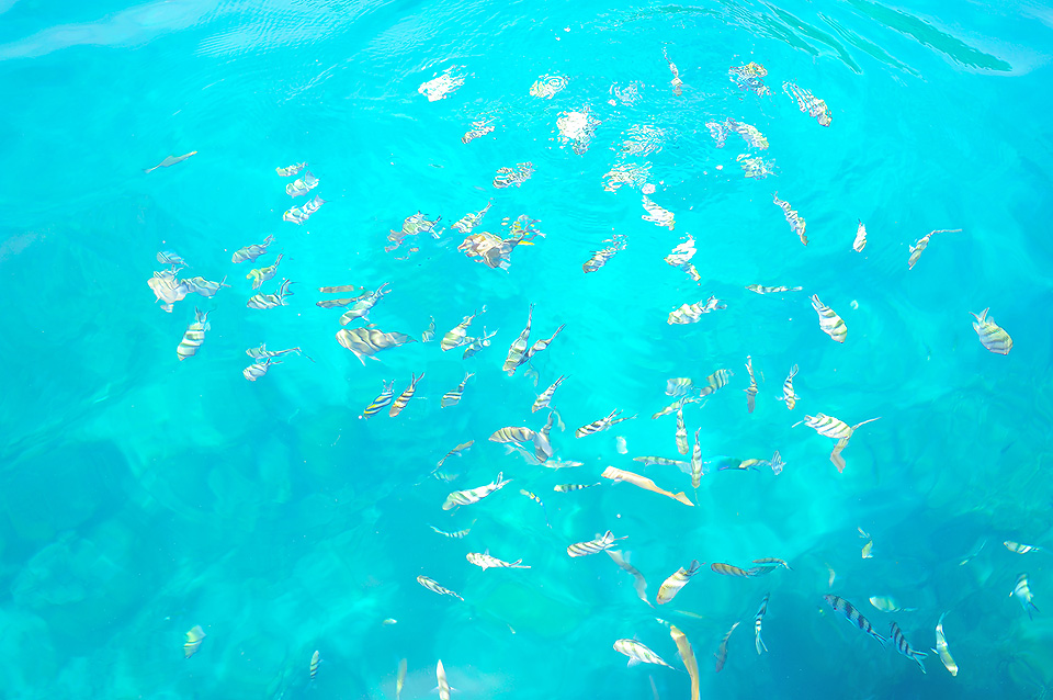 One day trip to Koh Tao by Lomprayah Catamaran, Koh Samui, Thailand
