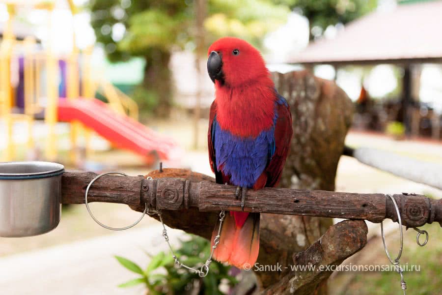 Paradise Park Farm, Koh Samui, Thailand