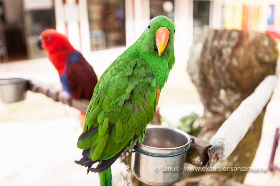 Paradise Park Farm, Koh Samui, Thailand