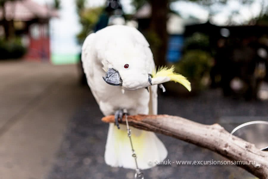 Paradise Park Farm, Koh Samui, Thailand