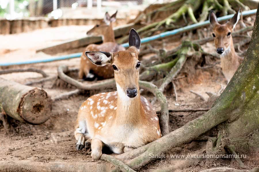 Paradise Park Farm, Koh Samui, Thailand