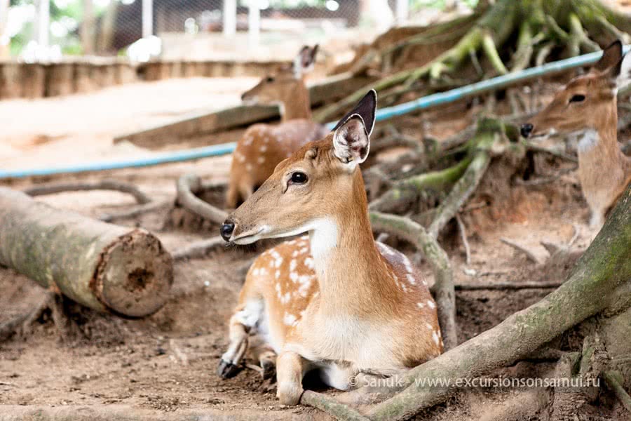 Paradise Park Farm, Koh Samui, Thailand