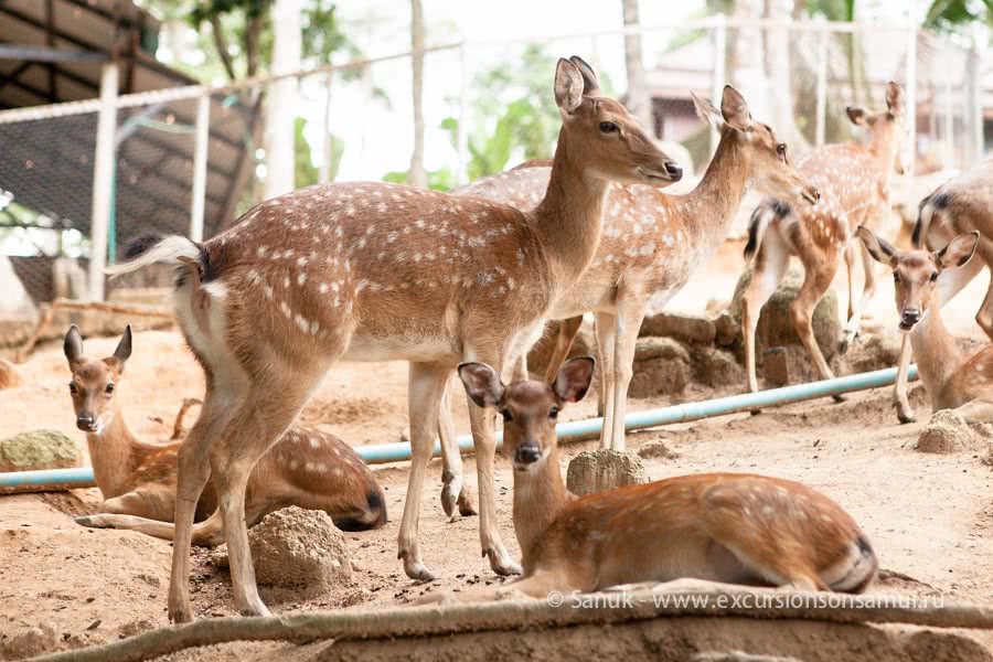 Paradise Park Farm, Koh Samui, Thailand