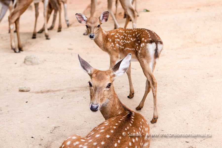 Paradise Park Farm, Koh Samui, Thailand