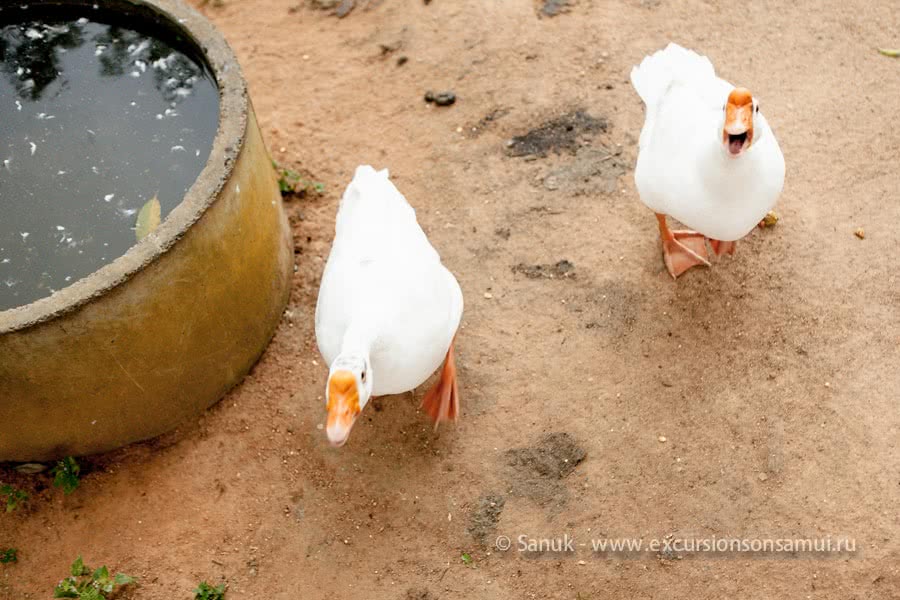 Paradise Park Farm, Koh Samui, Thailand