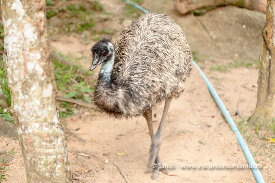 Paradise Park Farm, Koh Samui, Thailand