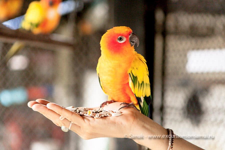 Paradise Park Farm, Koh Samui, Thailand