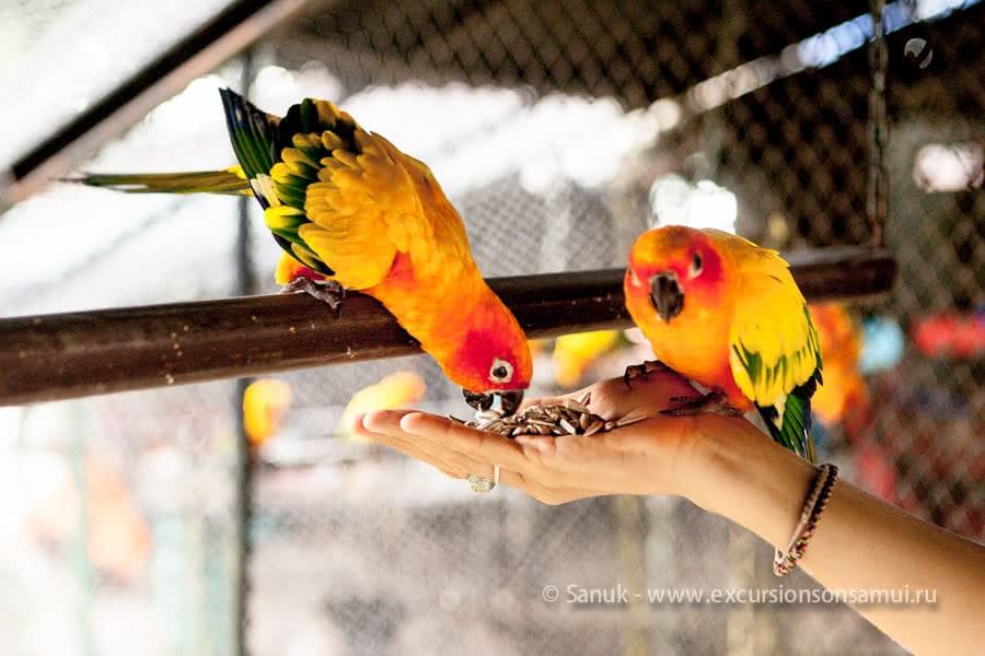 Paradise Park Farm, Koh Samui, Thailand