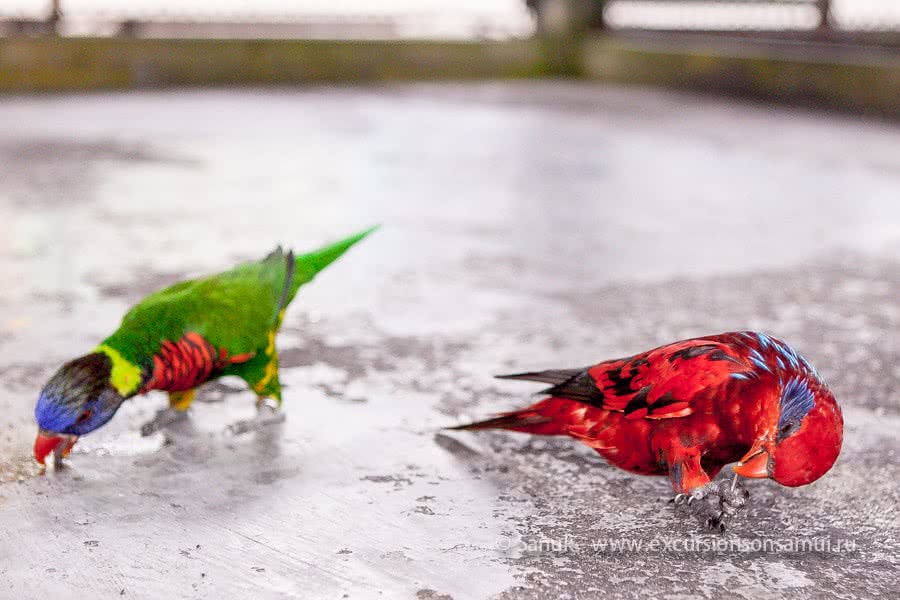 Paradise Park Farm, Koh Samui, Thailand