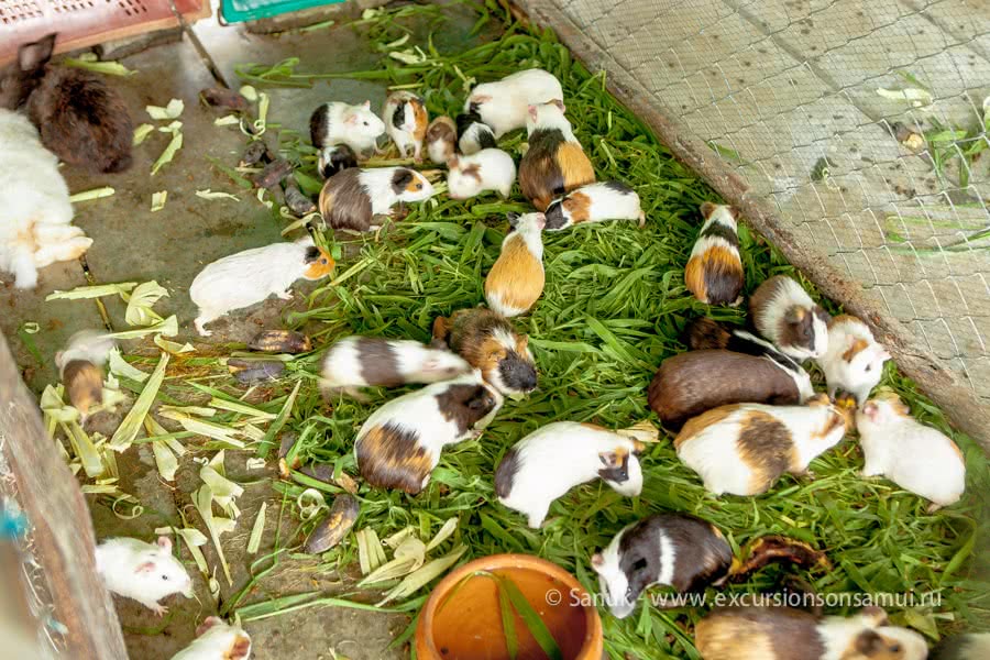 Paradise Park Farm, Koh Samui, Thailand