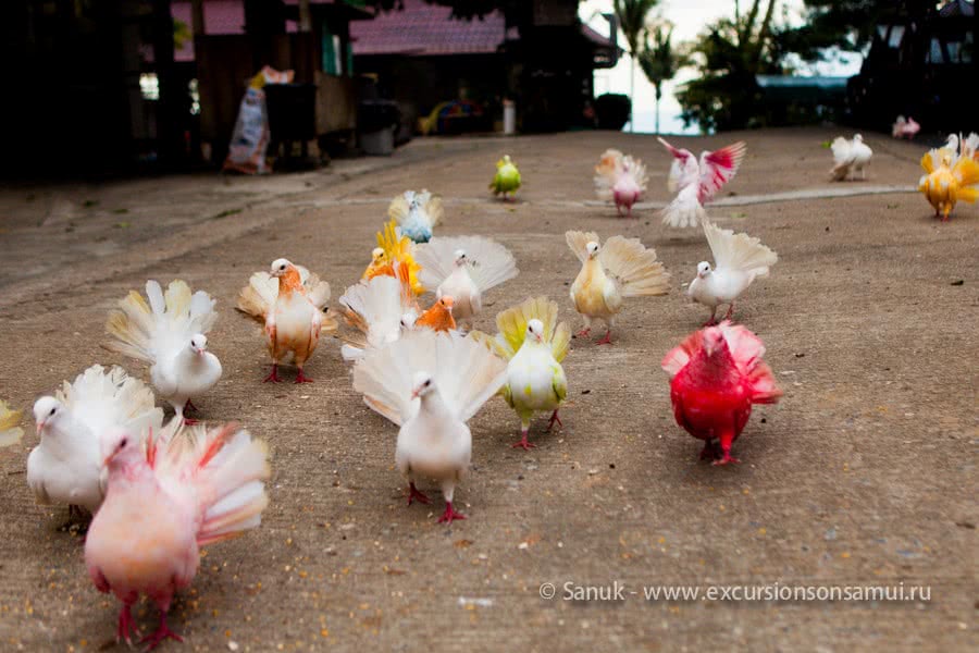 Paradise Park Farm, Koh Samui, Thailand