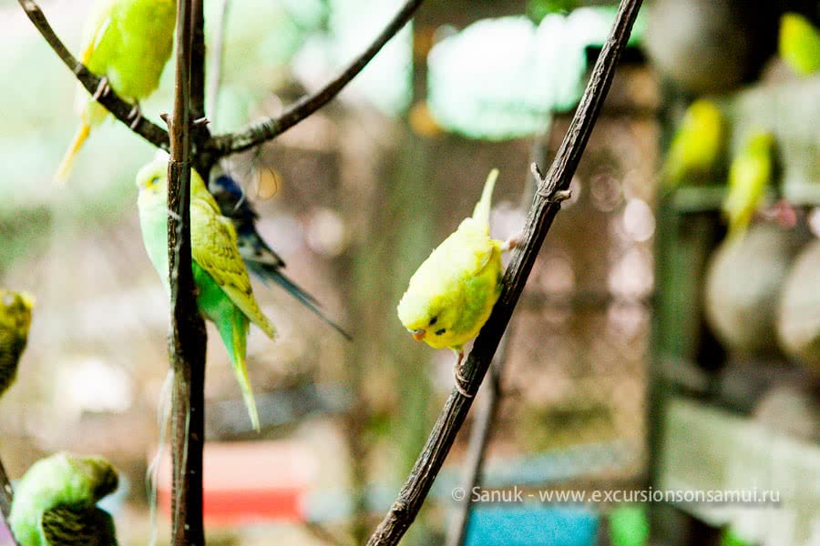 Paradise Park Farm, Koh Samui, Thailand