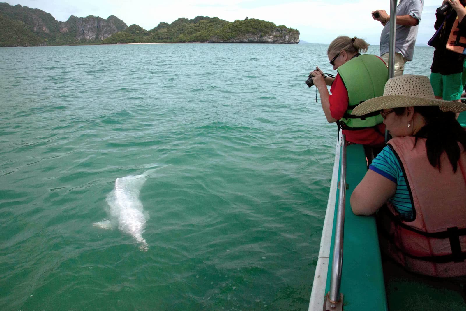 Pink Dolphins tour, Koh Samui, Thailand