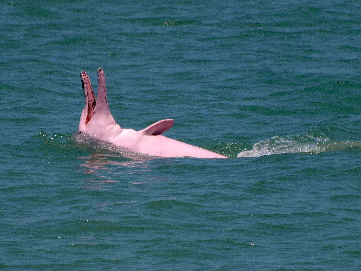 Pink Dolphins tour, Koh Samui, Thailand