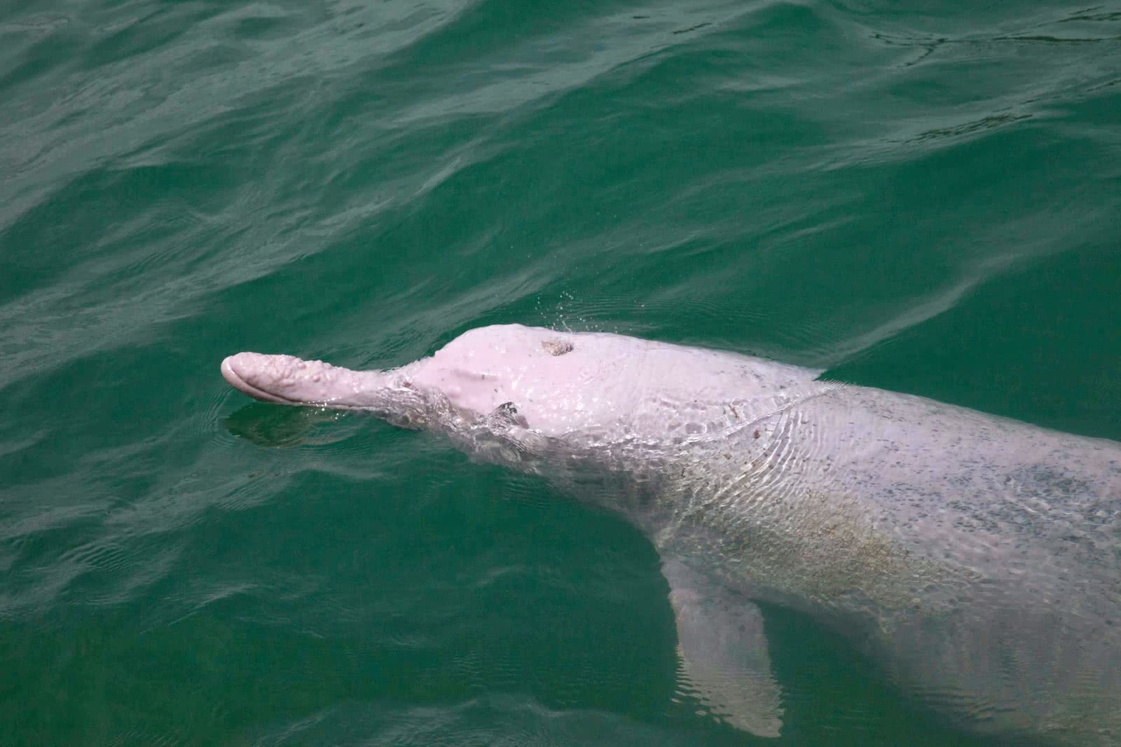 Pink Dolphins tour, Koh Samui, Thailand