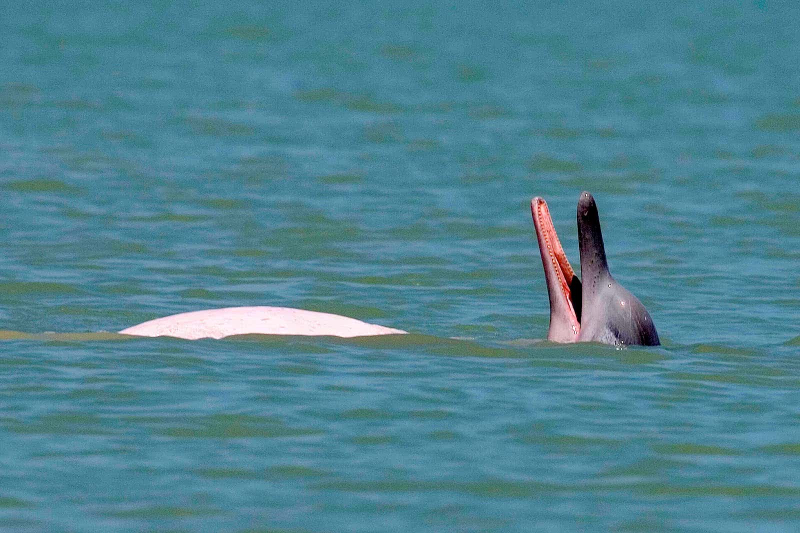 Pink Dolphins tour, Koh Samui, Thailand