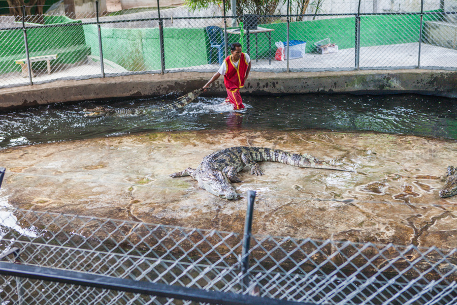 Crocodile show, Koh Samui, Thailand