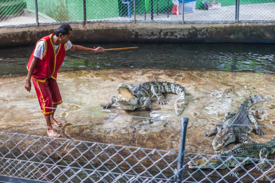 Crocodile show, Koh Samui, Thailand