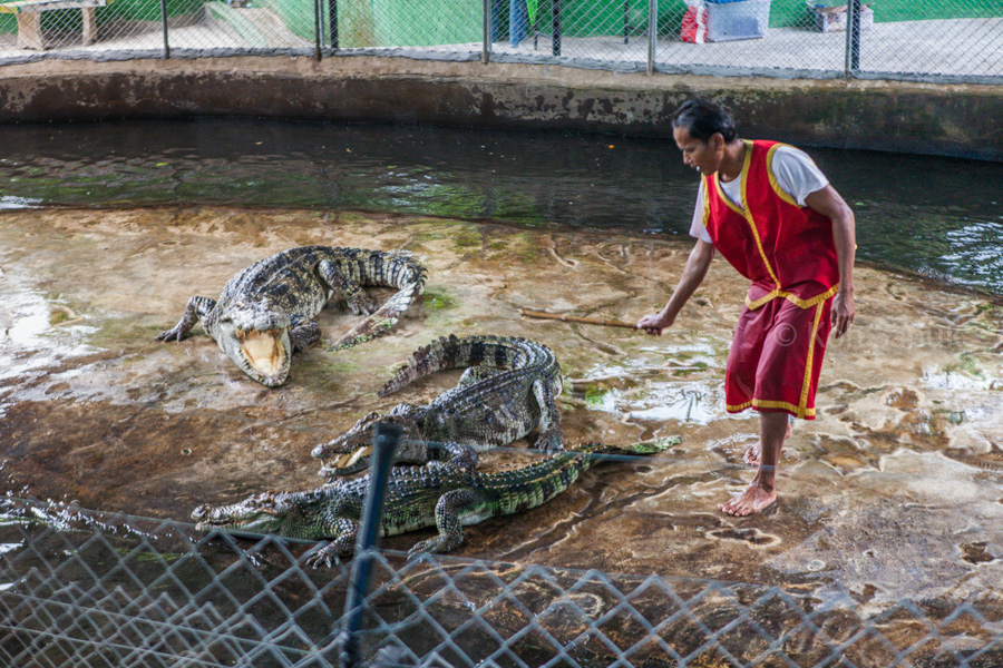 Crocodile show, Koh Samui, Thailand