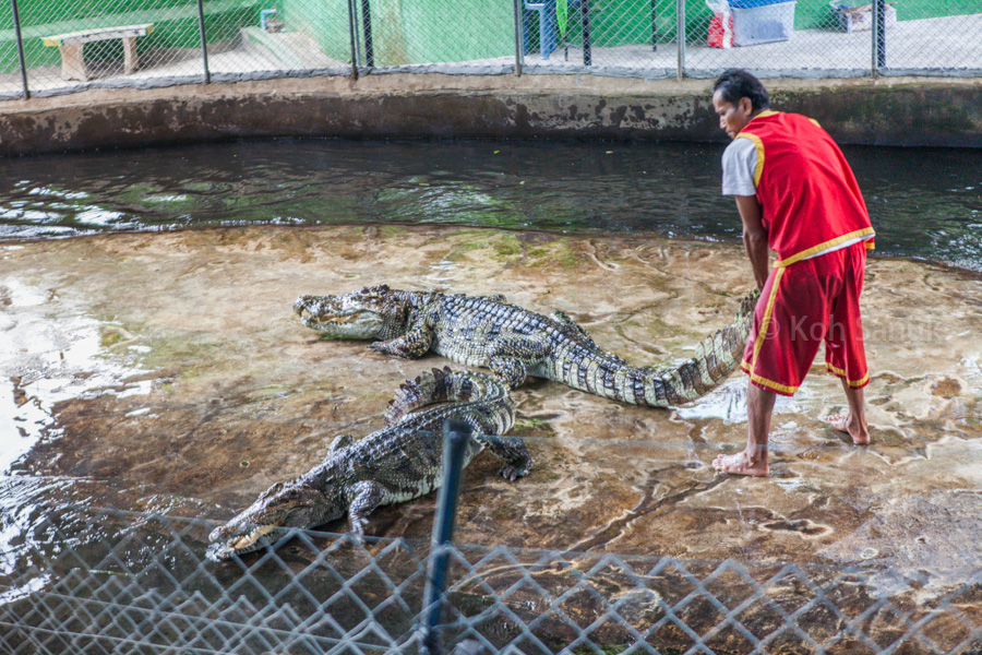 Crocodile show, Koh Samui, Thailand