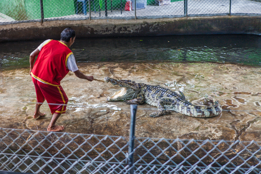 Crocodile show, Koh Samui, Thailand