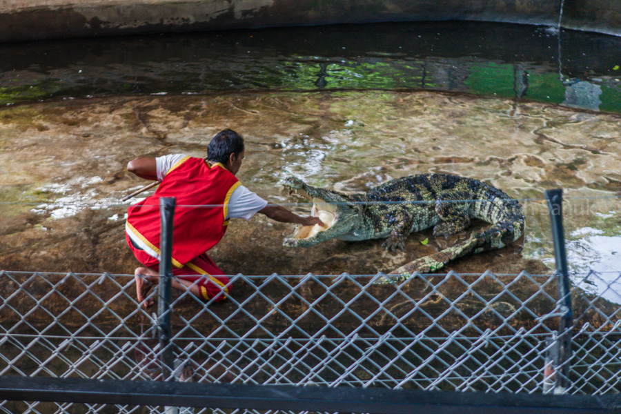 Crocodile show, Koh Samui, Thailand