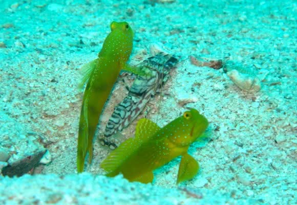 Padi diving courses, Koh Samui, Thailand