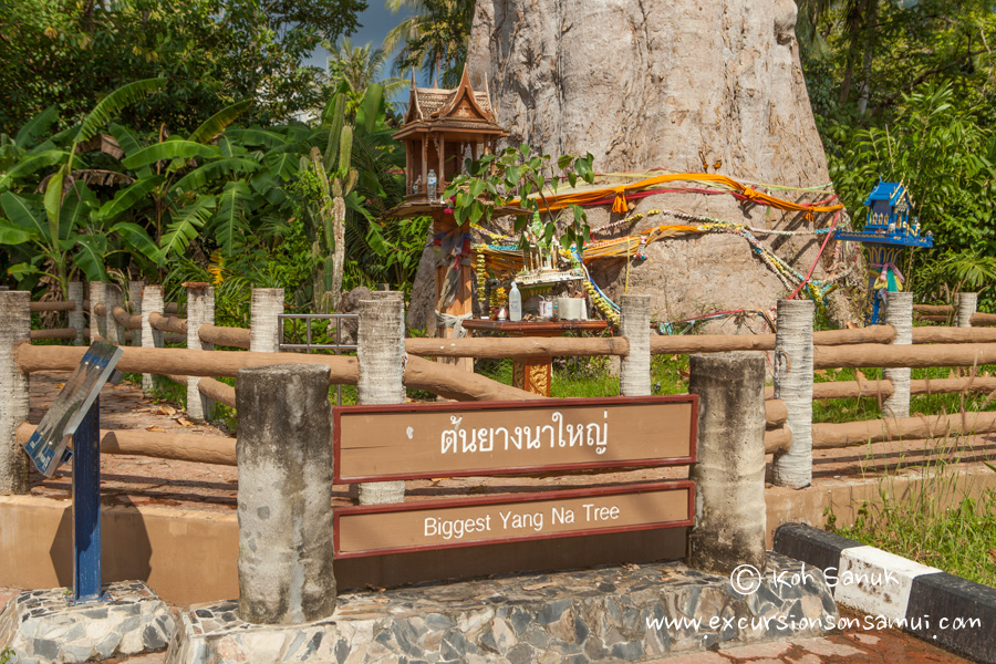 City tour around Koh Phangan by songthaew, Koh Samui, Thailand