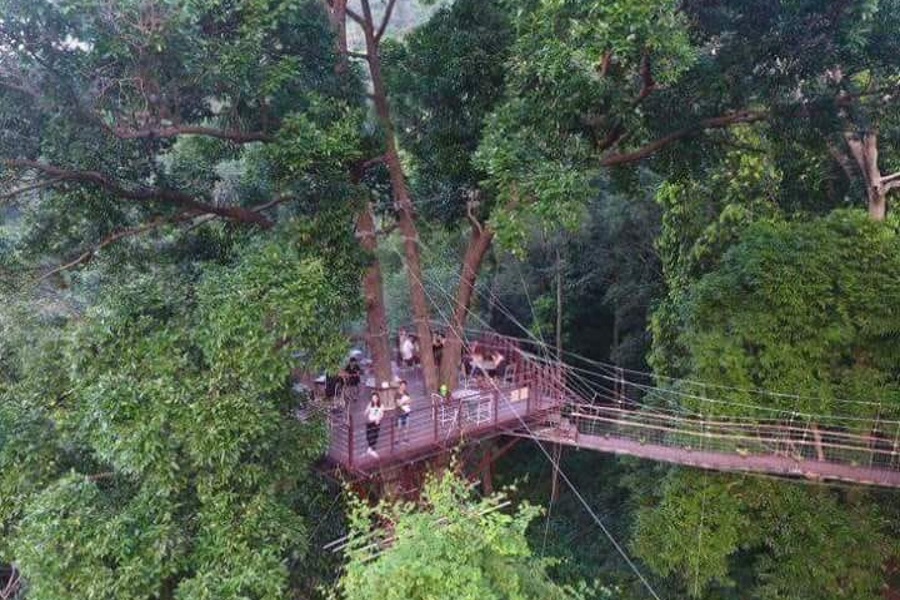 Tree bridge cafe and Zip line, Koh Samui, Thailand