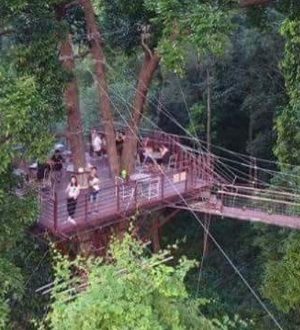 Tree bridge, Koh Samui