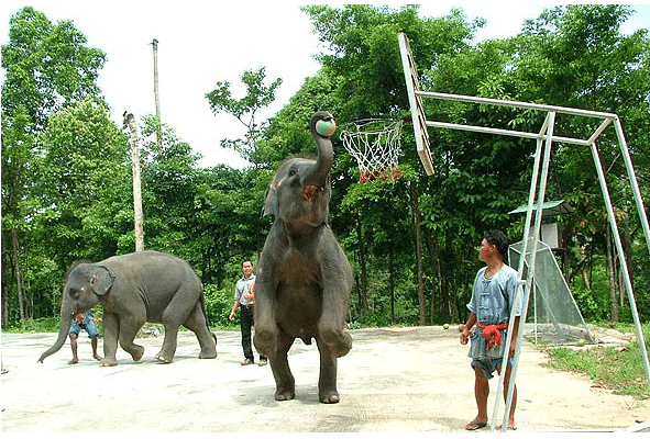 Half day jeep safari, Koh Samui, Thailand