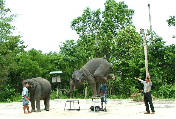 Half day jeep safari, Koh Samui, Thailand