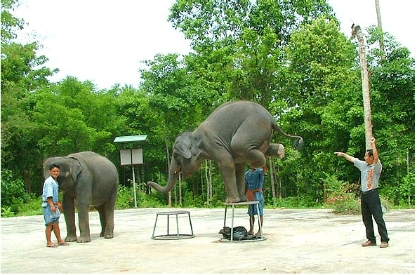 Half day jeep safari, Koh Samui, Thailand